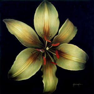 Grace Absi original oil painting Lily